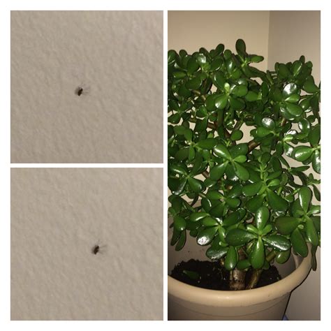 small metal looking balls on house plant|tiny houseplant insects.